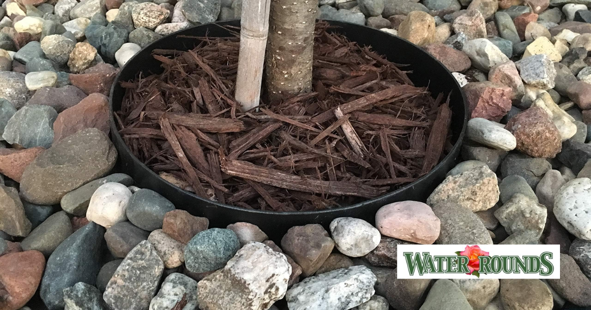 Preparing Your Plants and Trees for Every Season with WaterRounds