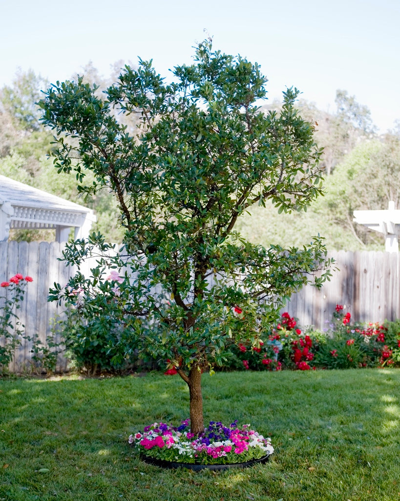 24 Inch Planting Rings for Trees
