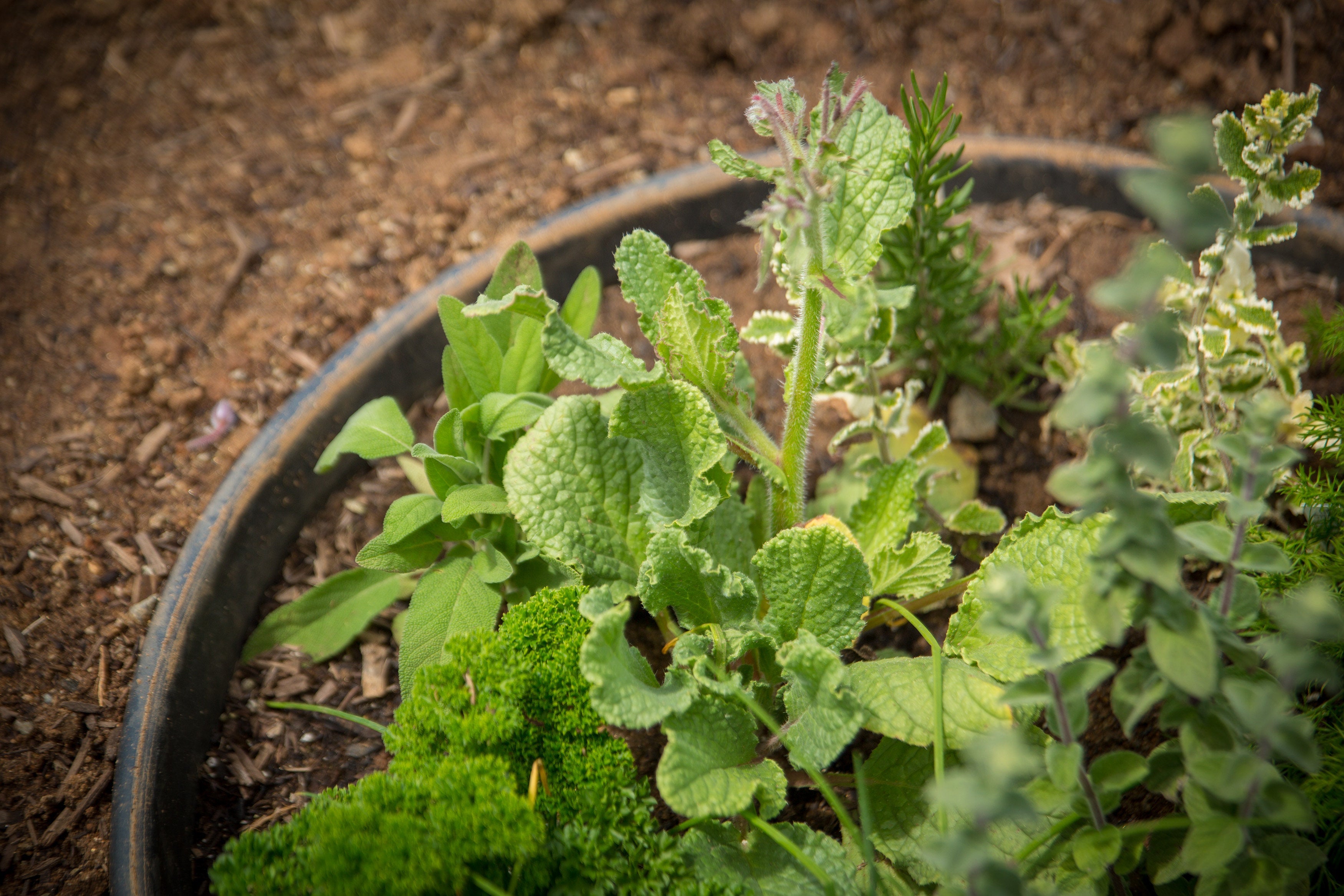 16 Inch Planting Rings for Vegetables