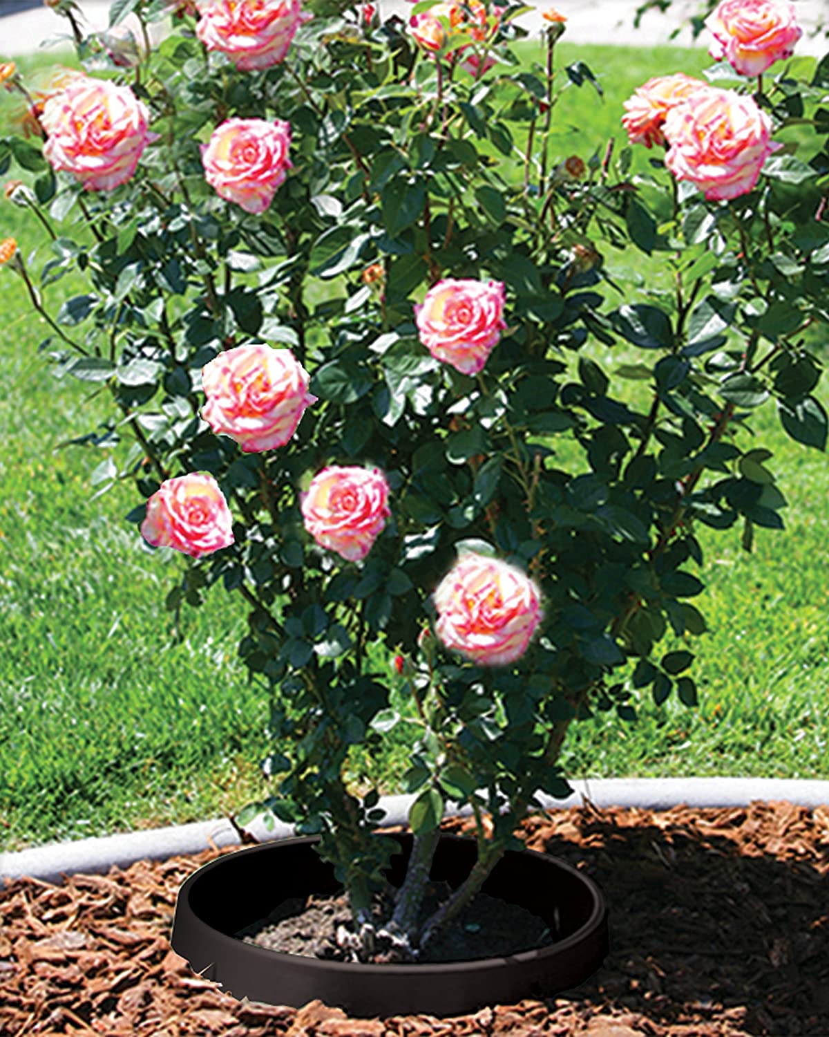 20 Inch Planting Rings for Bushes, Shrubs, and Roses