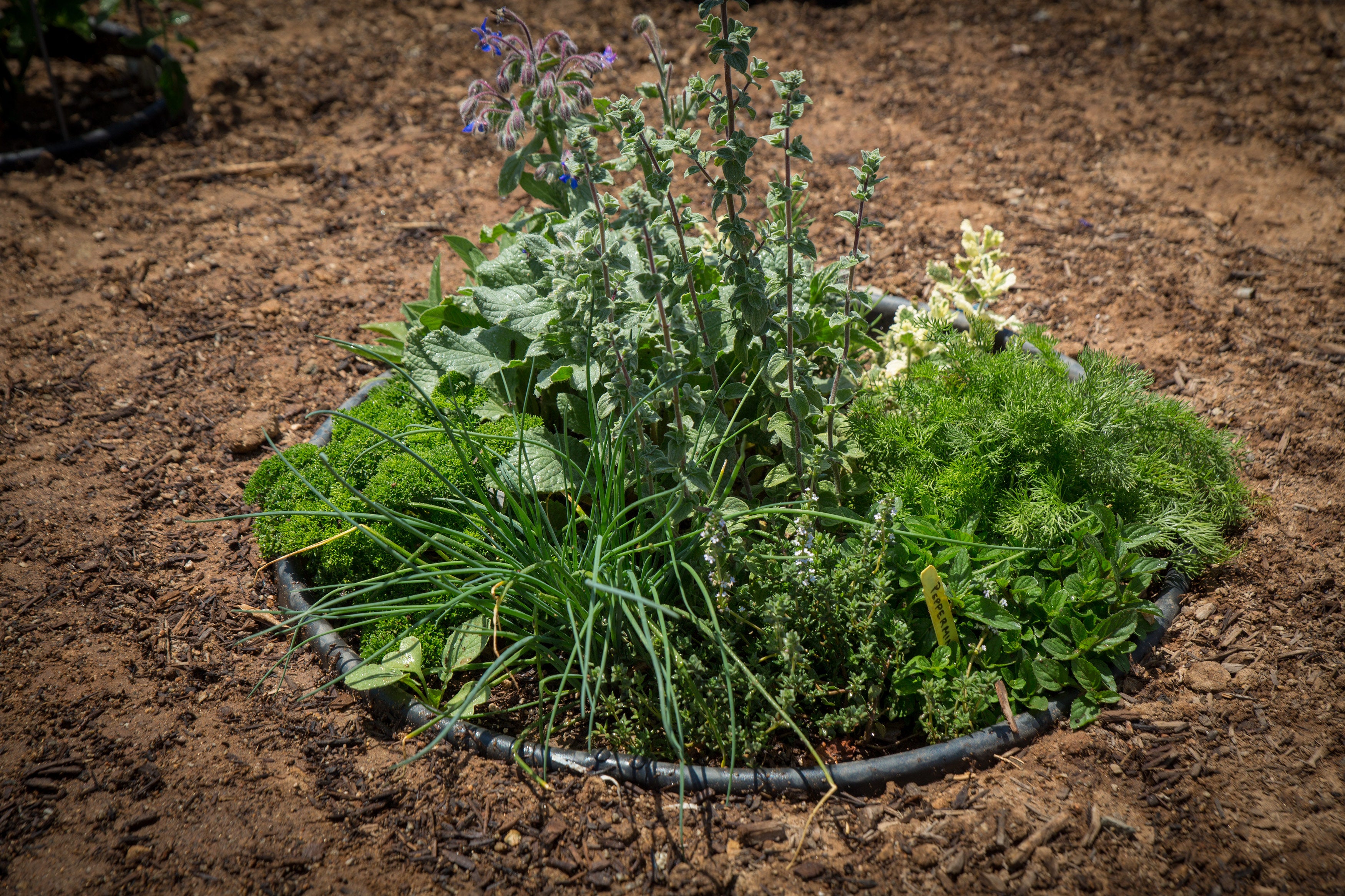 3 Pack of 16 in Planting Rings for Watering Plants and Vegetables, Edging and Water Retention That Protects and Separates Rock and Mulch