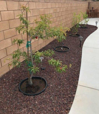 6 Pack of 24 in Planting Rings. Edging and Water Retention. Protects Trees and Separates Rock, Mulch and Grass