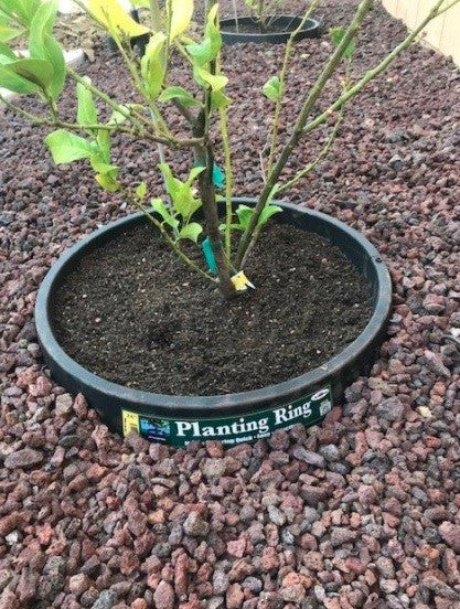 6 Pack of 24 in Planting Rings. Edging and Water Retention. Protects Trees and Separates Rock, Mulch and Grass