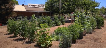 6 Pack of VegSTABLE Rings (Veggies Grow Up, Cages Won't Fall Over). Watering Tomatoes and Vegetables and Anchoring Cages