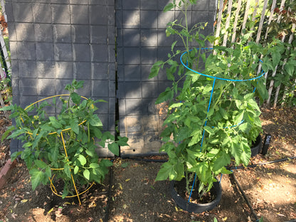 Without and With VegSTABLE....WOW!